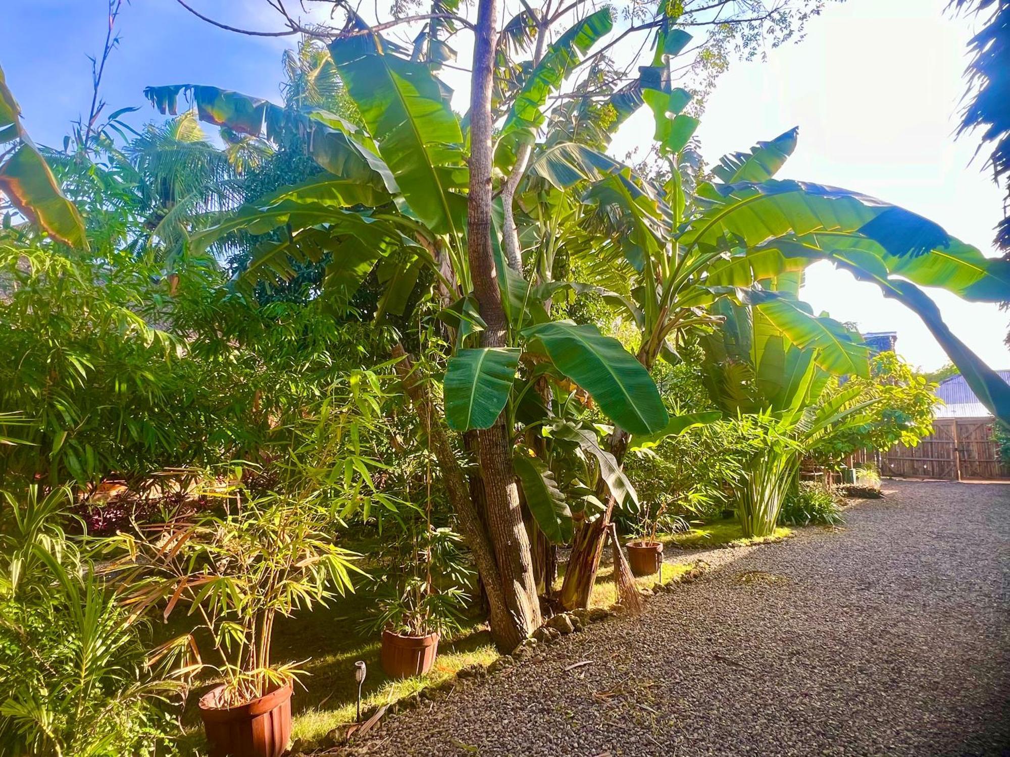 Nautilus Hostel & Hammocks Panglao Exterior foto